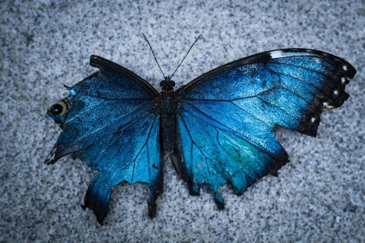 Papillon au sol